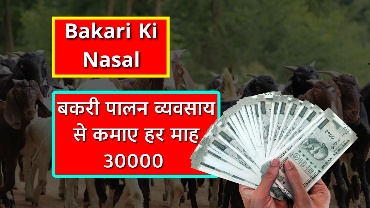 Bakari Palan Business